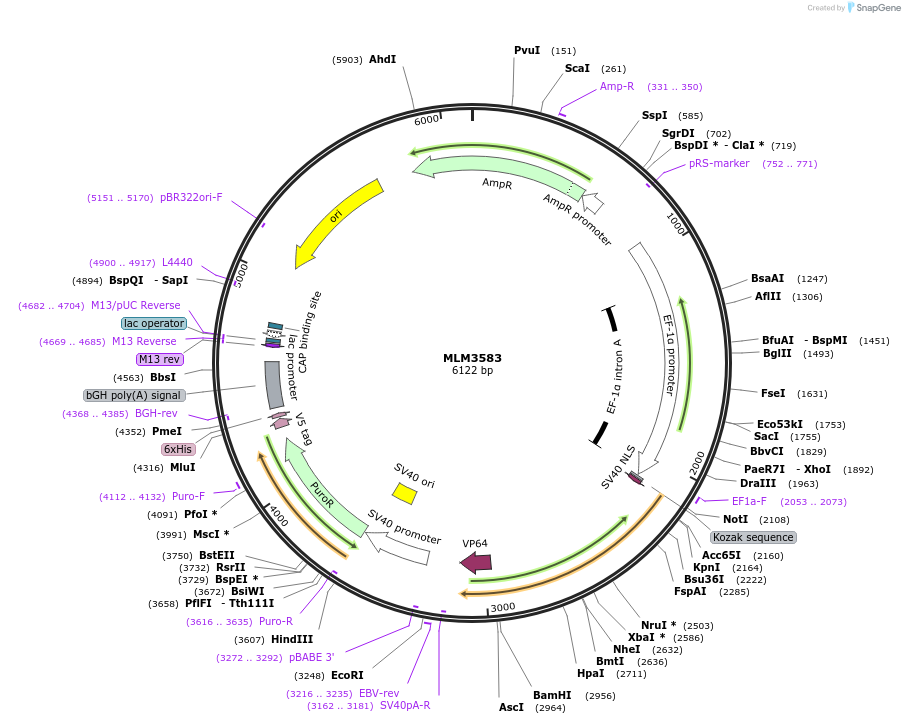 43887-plasmid-map-sequence-id-59234