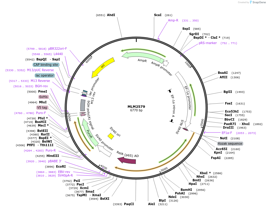 43891-plasmid-map-sequence-id-59238