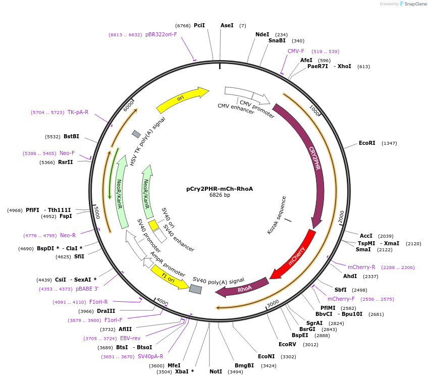 42958-plasmid-map-sequence-id-59274