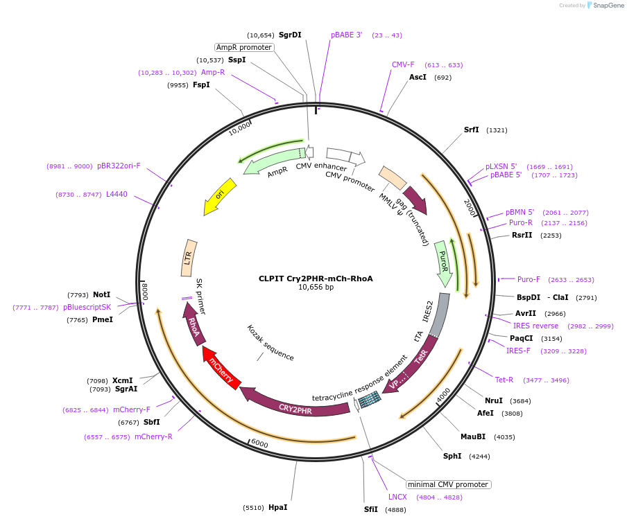 42959-plasmid-map-sequence-id-59276