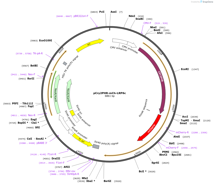 42960-plasmid-map-sequence-id-59277