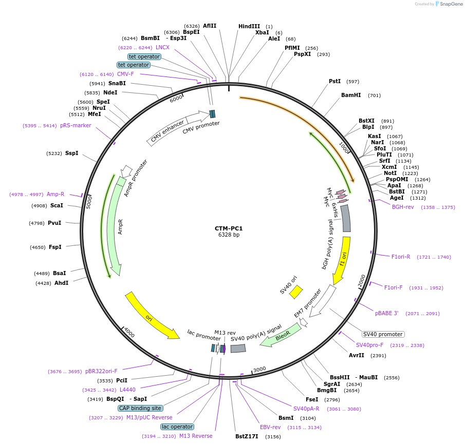 41573-plasmid-map-sequence-id-59314