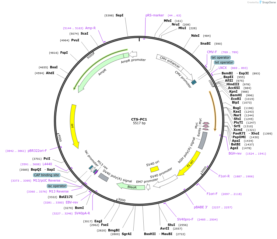 41576-plasmid-map-sequence-id-59315