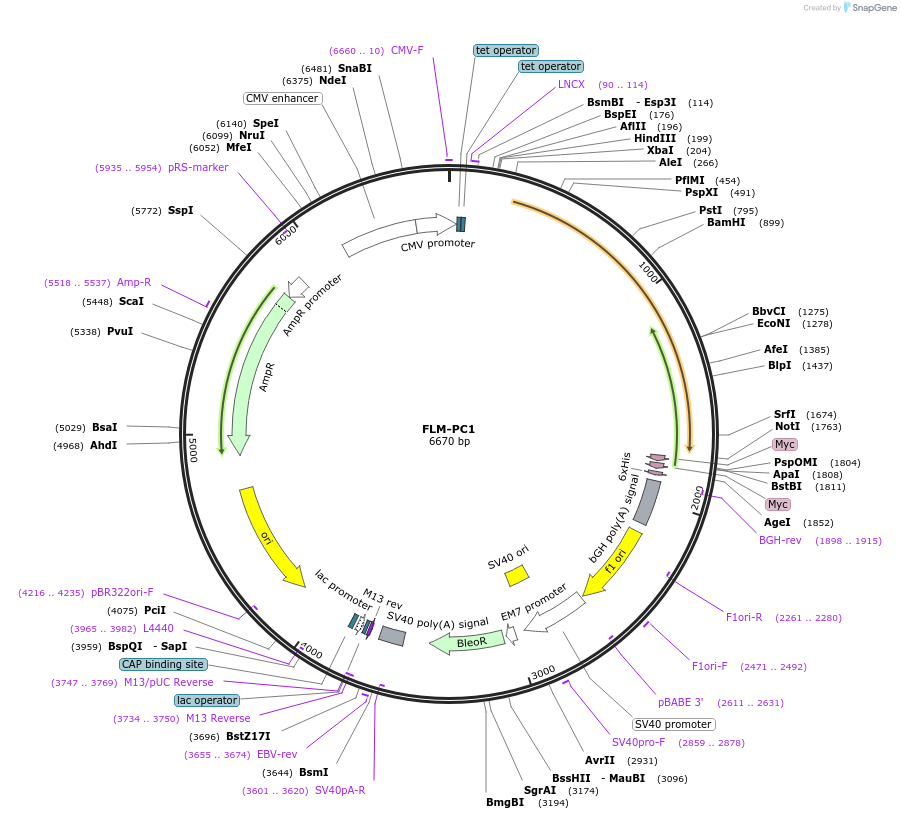 41567-plasmid-map-sequence-id-59317
