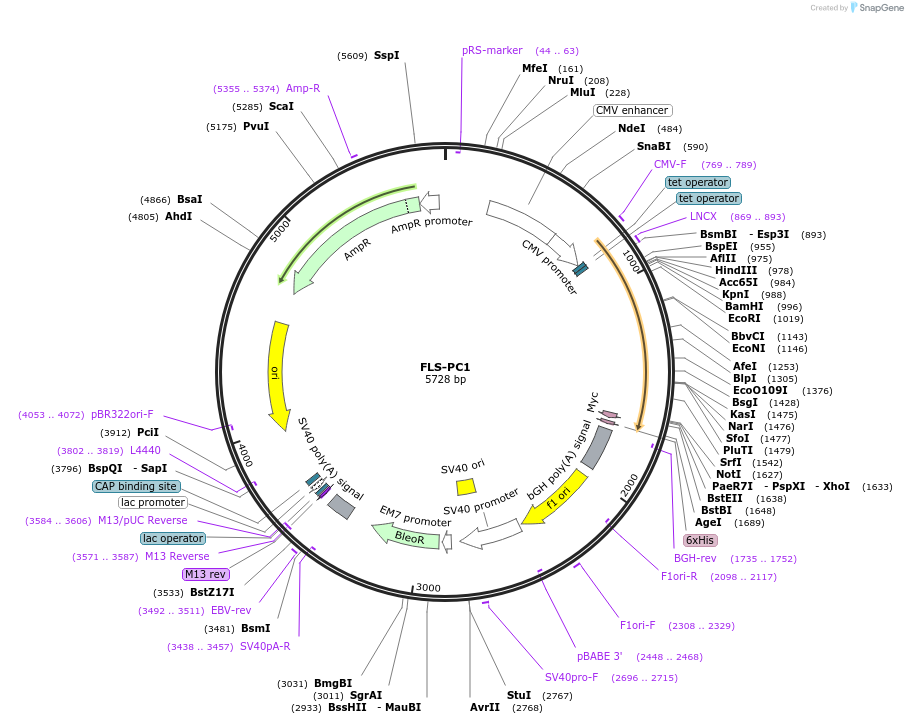 41520-plasmid-map-sequence-id-59318