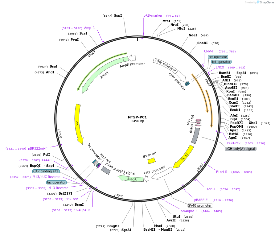 41575-plasmid-map-sequence-id-59319