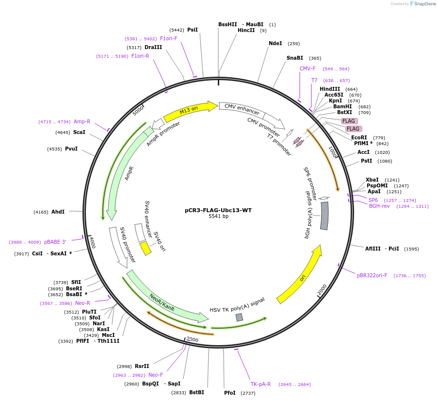 43938-plasmid-map-sequence-id-59343