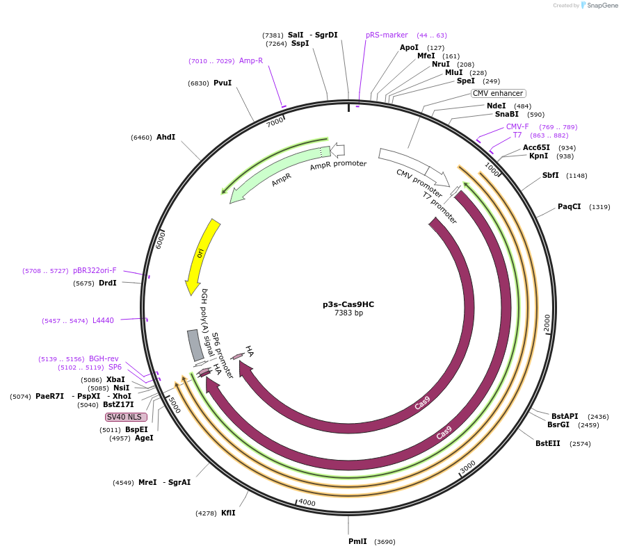 43945-plasmid-map-sequence-id-59352