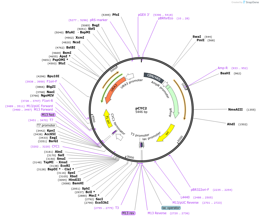 43970-plasmid-map-sequence-id-59472