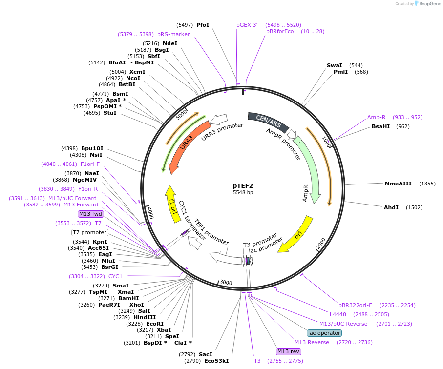 43971-plasmid-map-sequence-id-59473