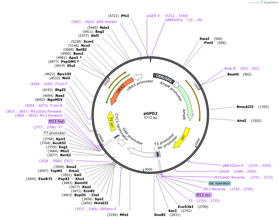 43972-plasmid-map-sequence-id-59474