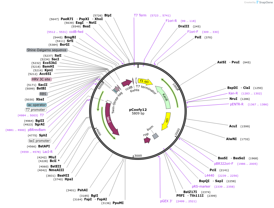 43977-plasmid-map-sequence-id-59479