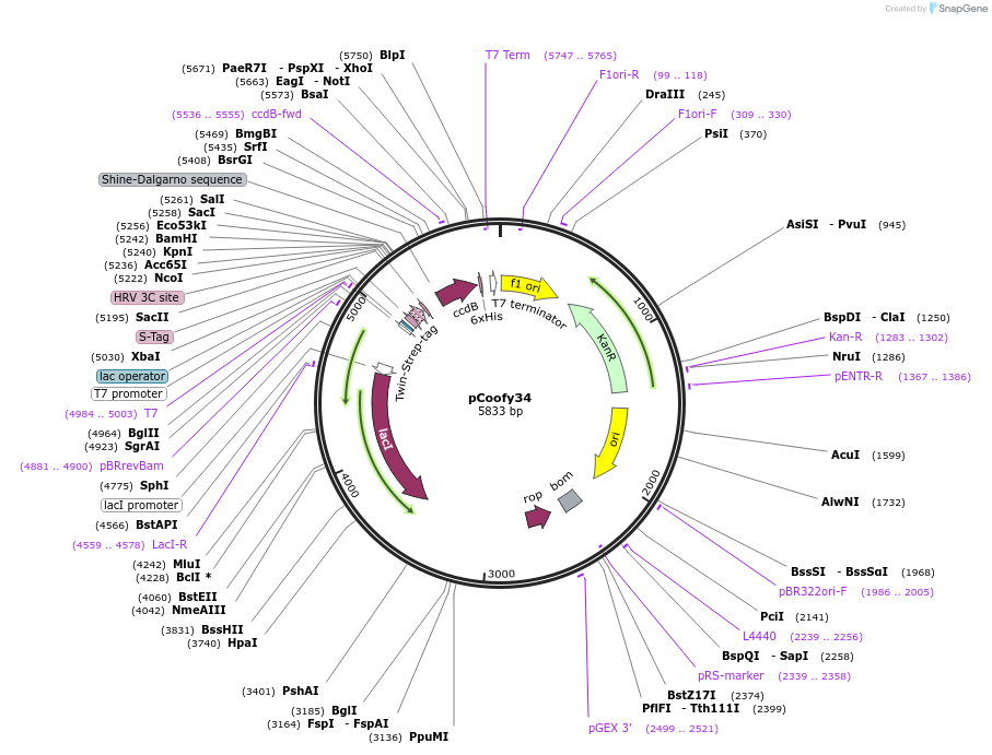 43978-plasmid-map-sequence-id-59480