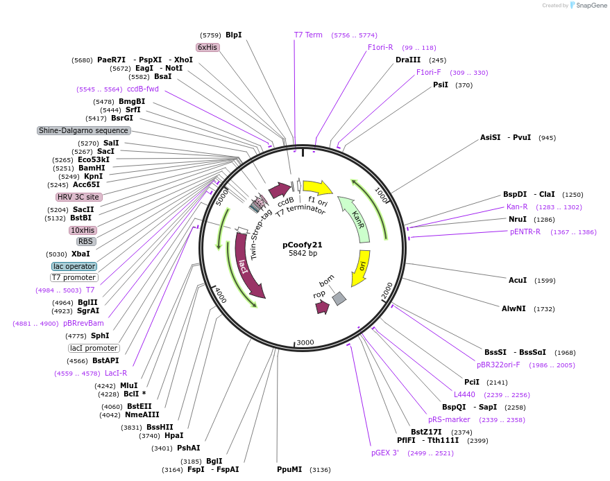 43979-plasmid-map-sequence-id-59481