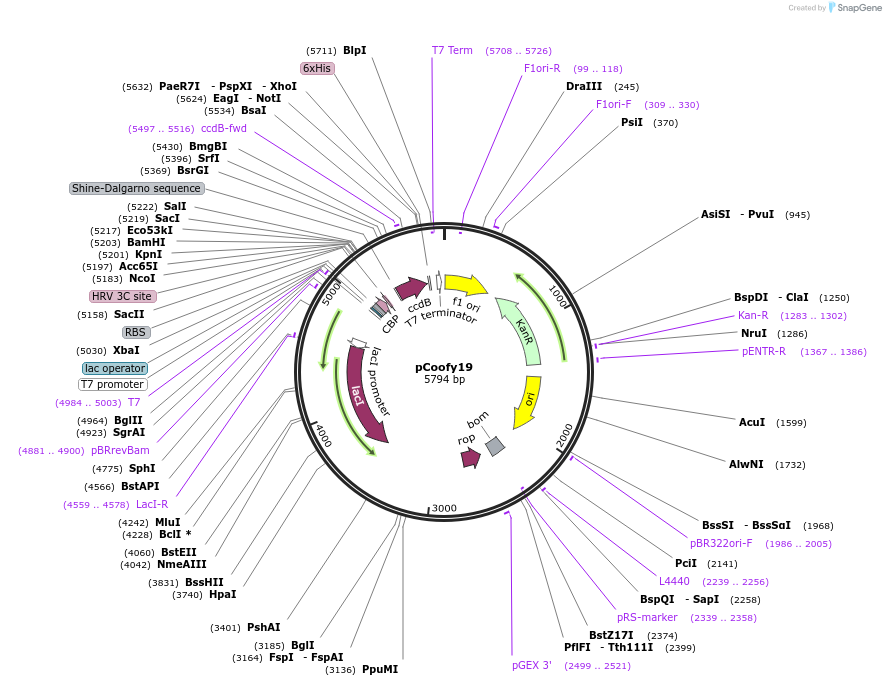 43980-plasmid-map-sequence-id-59482