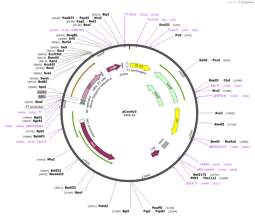 43983-plasmid-map-sequence-id-59485