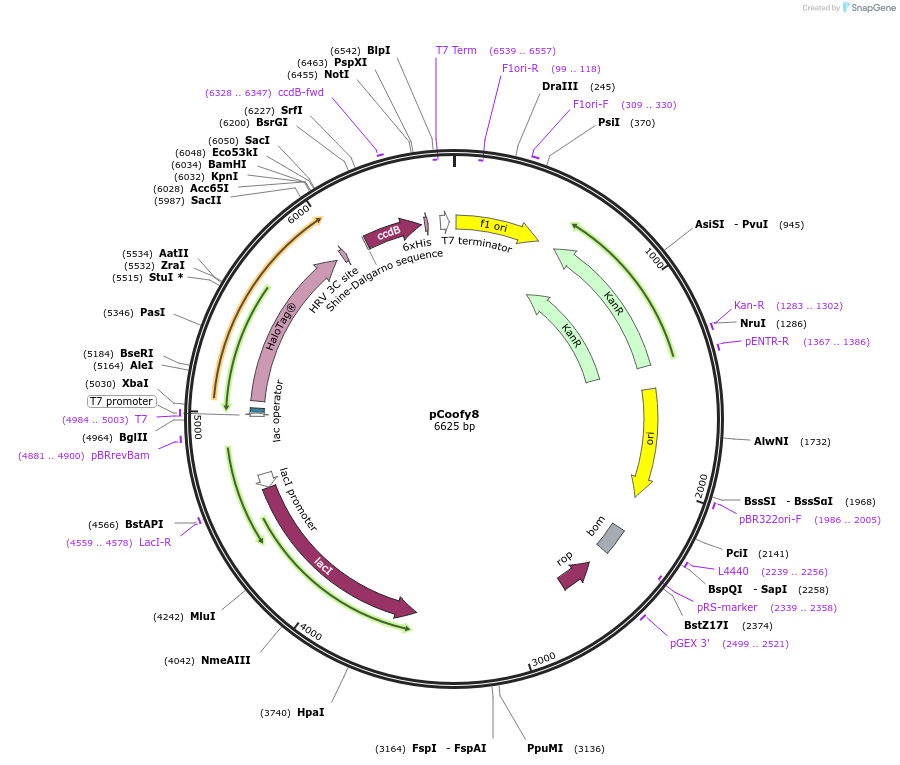 43984-plasmid-map-sequence-id-59486