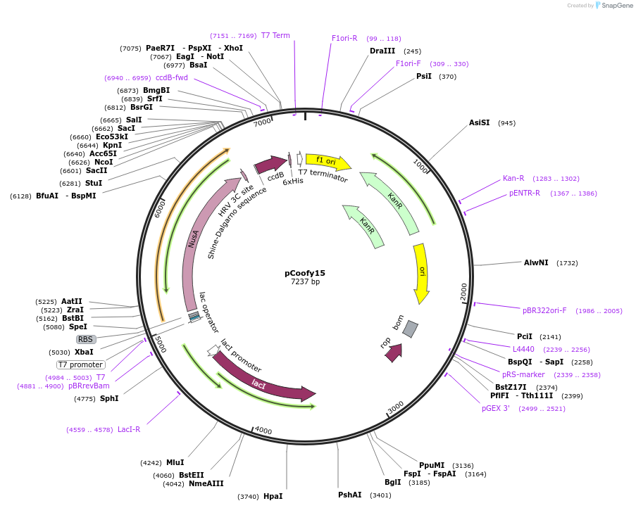 43987-plasmid-map-sequence-id-59489
