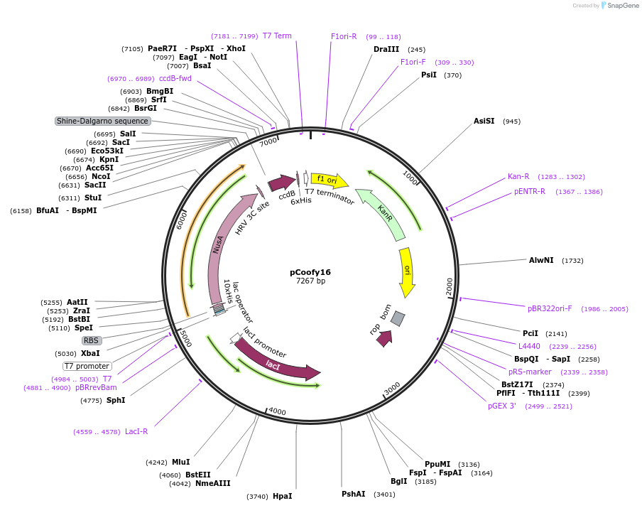 43988-plasmid-map-sequence-id-59490