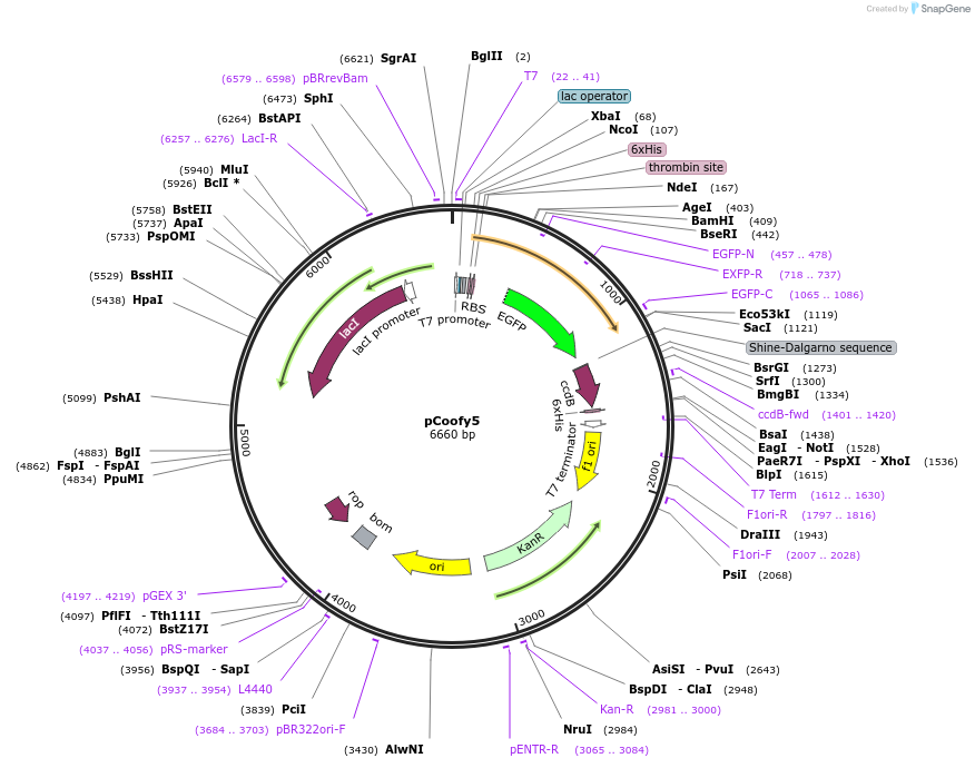 43989-plasmid-map-sequence-id-59491
