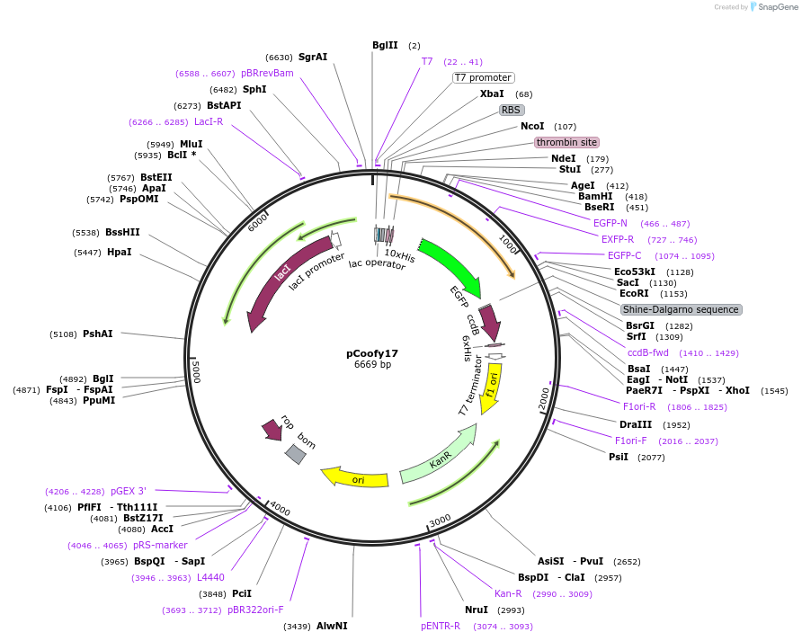 43991-plasmid-map-sequence-id-59493