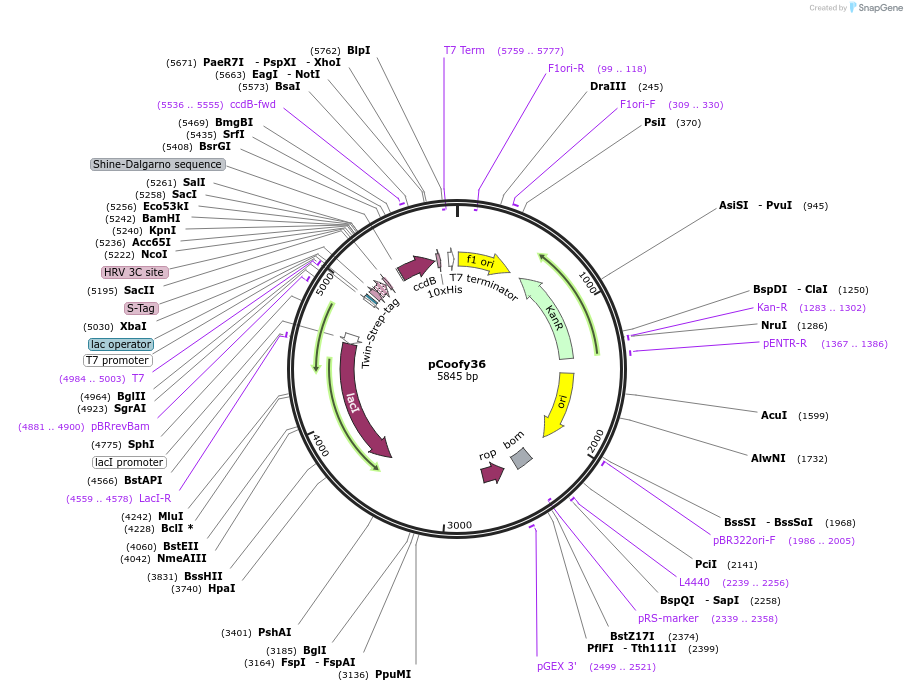 43994-plasmid-map-sequence-id-59496