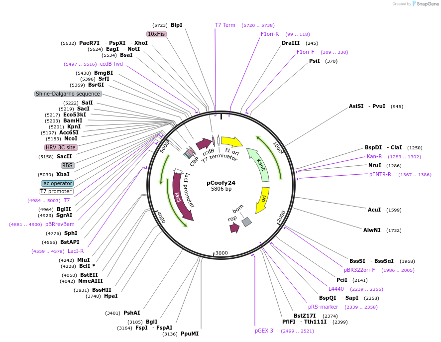 43995-plasmid-map-sequence-id-59497