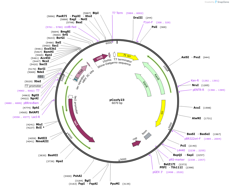 43996-plasmid-map-sequence-id-59498