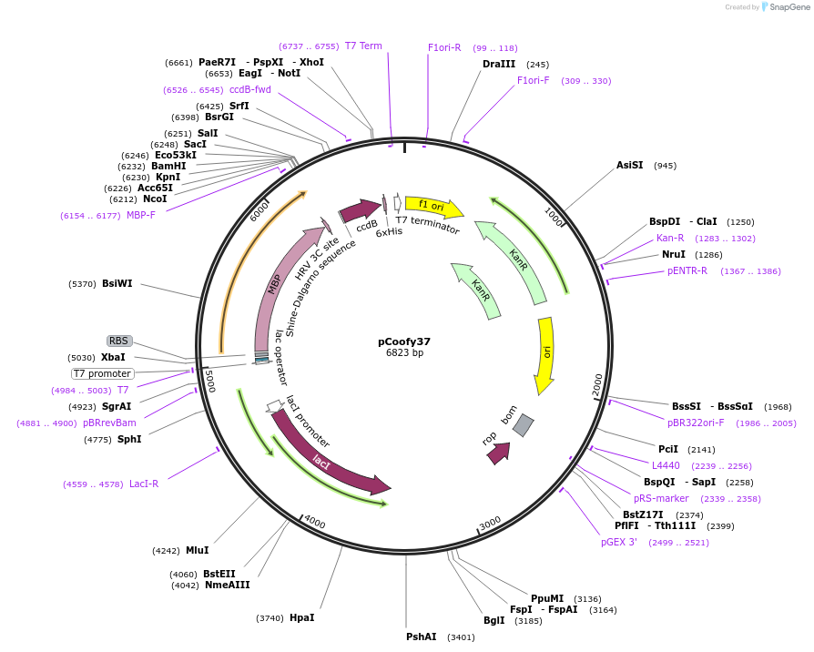 43998-plasmid-map-sequence-id-59500