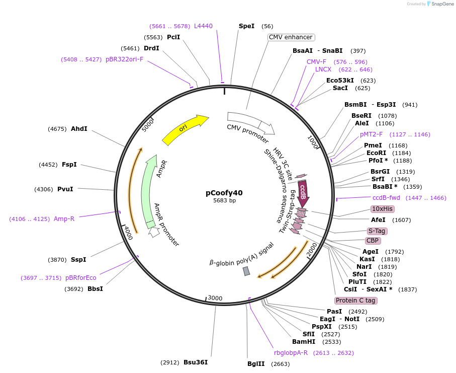 44006-plasmid-map-sequence-id-59507