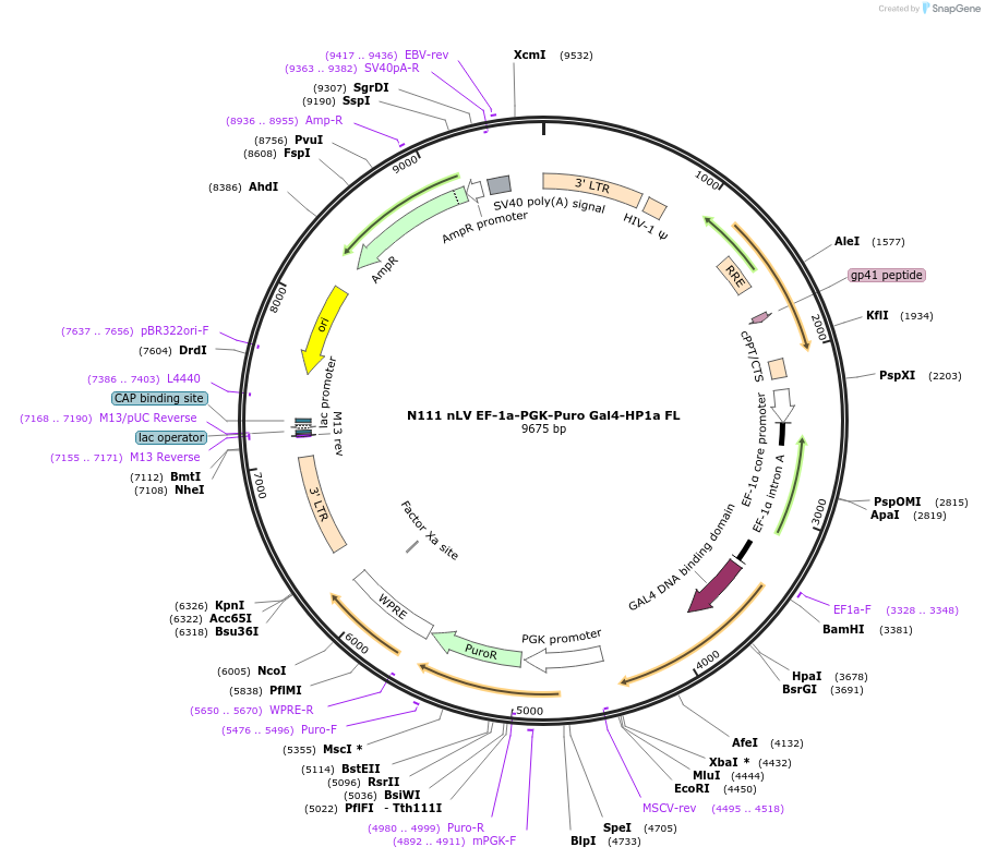 43968-plasmid-map-sequence-id-59583