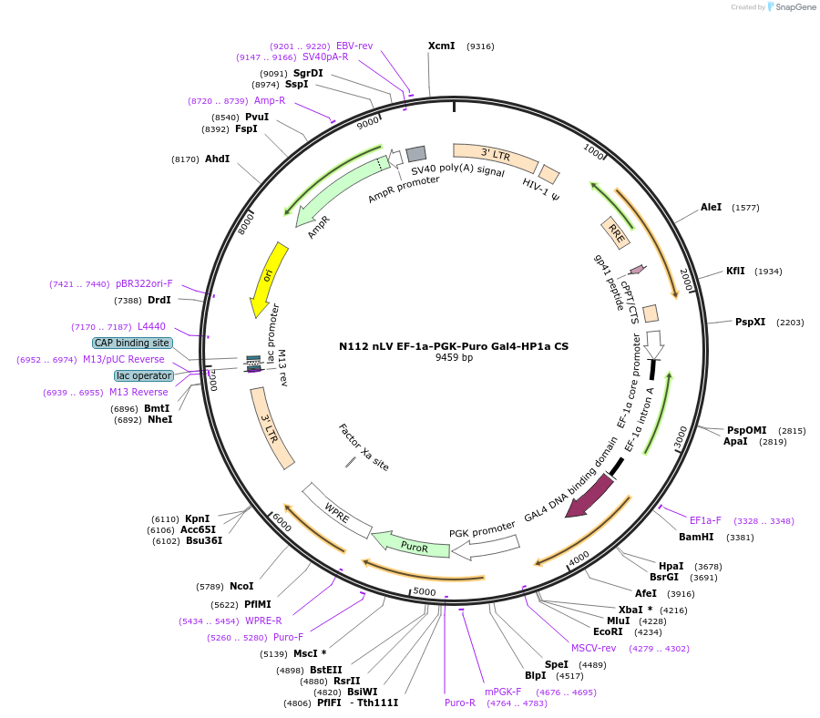 43969-plasmid-map-sequence-id-59584