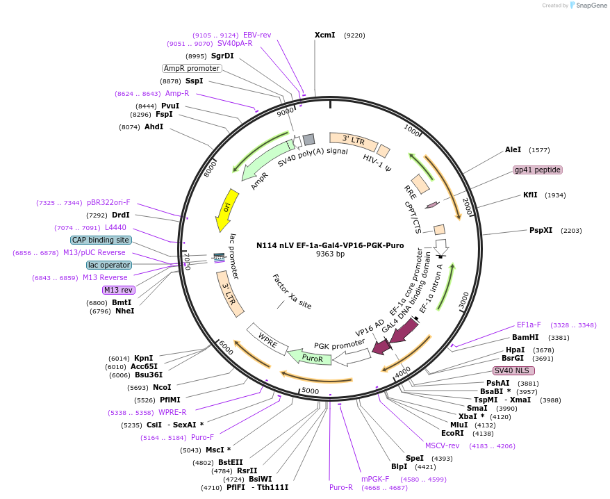 44014-plasmid-map-sequence-id-59586