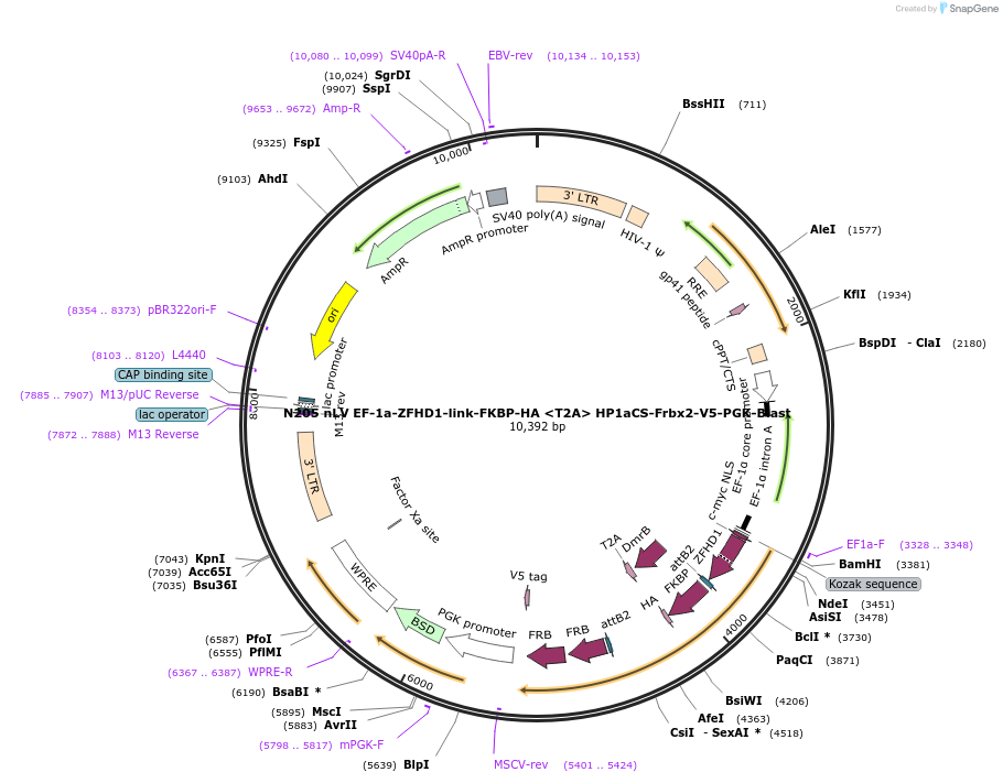 44017-plasmid-map-sequence-id-59589