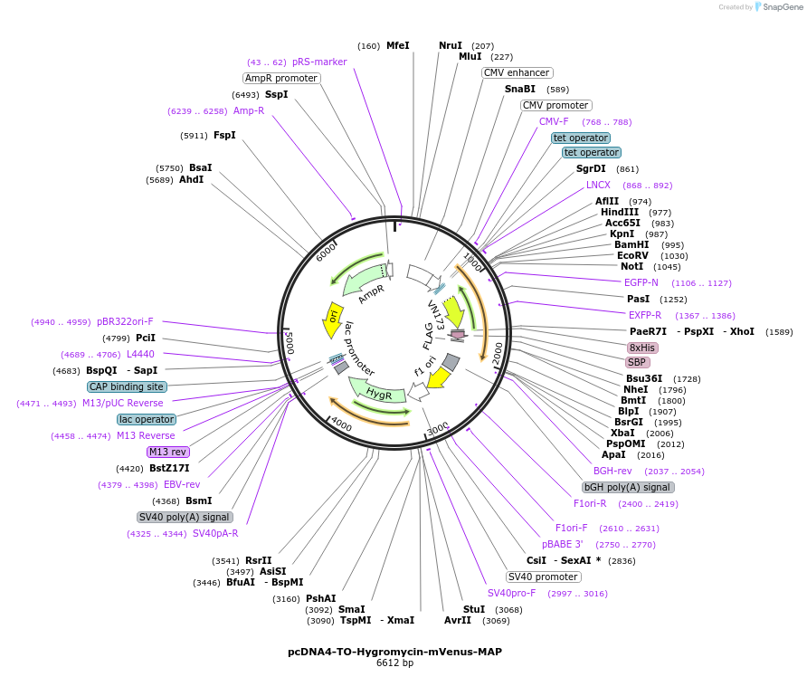 44099-plasmid-map-sequence-id-59655