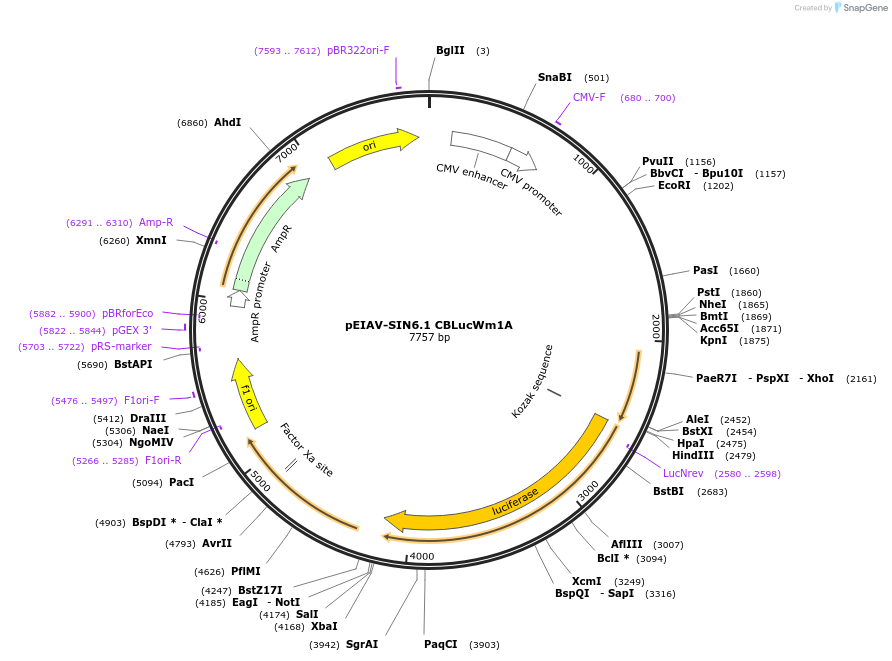 44163-plasmid-map-sequence-id-59701
