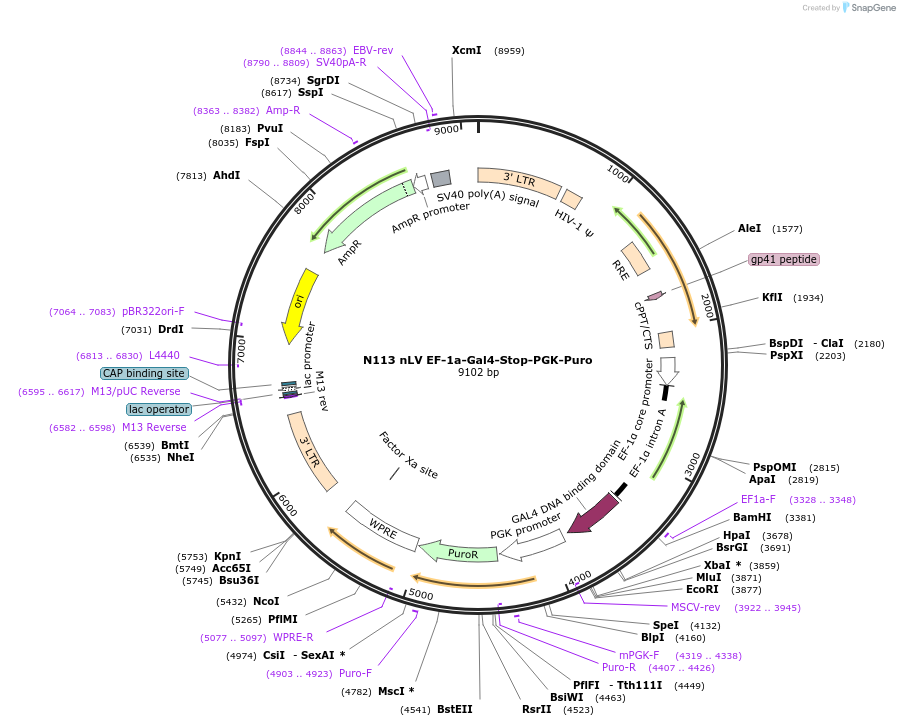 44176-plasmid-map-sequence-id-59749