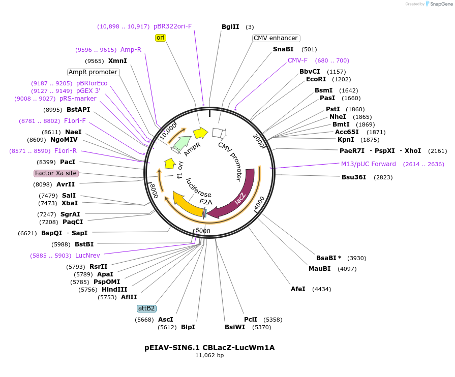 44167-plasmid-map-sequence-id-59794