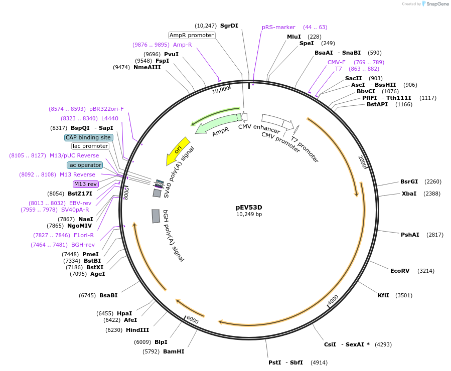 44168-plasmid-map-sequence-id-59801