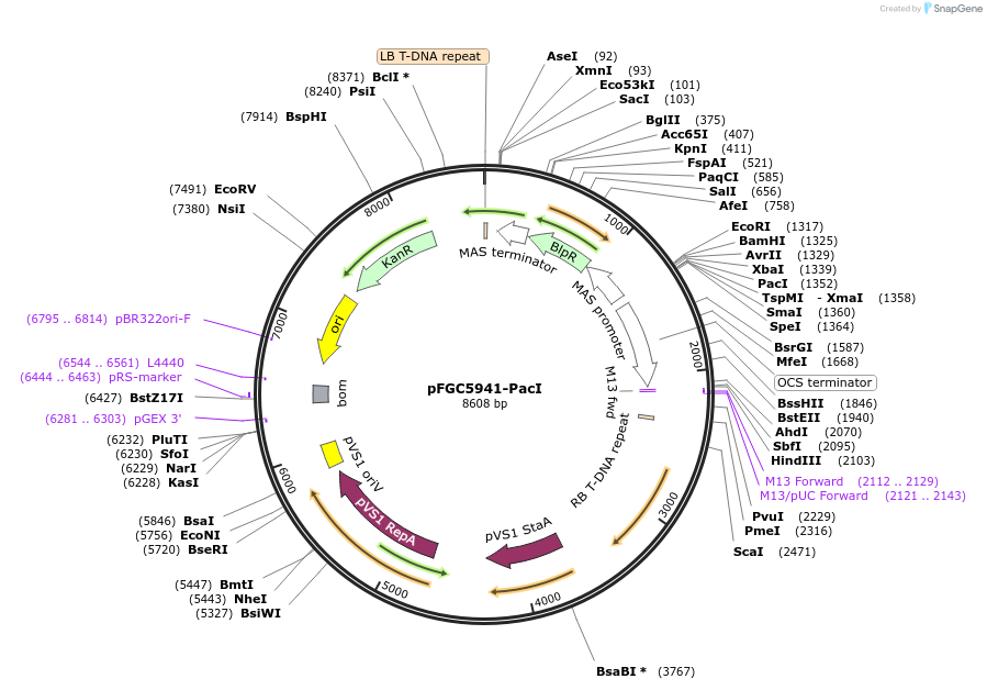 44182-plasmid-map-sequence-id-59811