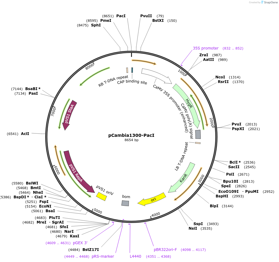 44183-plasmid-map-sequence-id-59814