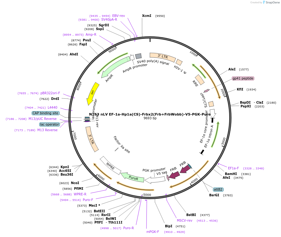 44195-plasmid-map-sequence-id-59840