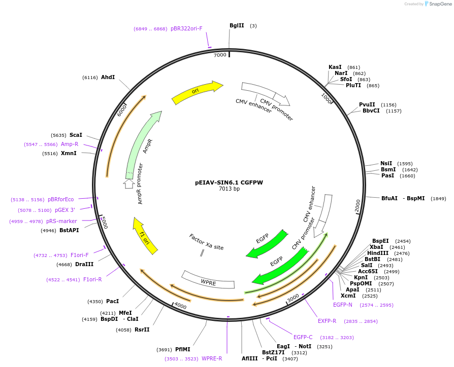 44171-plasmid-map-sequence-id-59850
