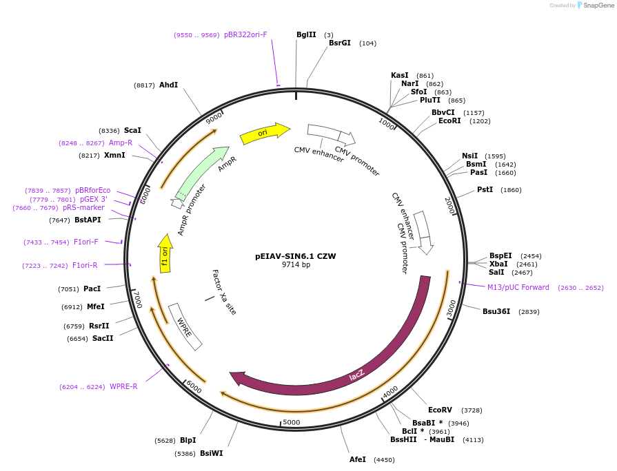 44172-plasmid-map-sequence-id-59860