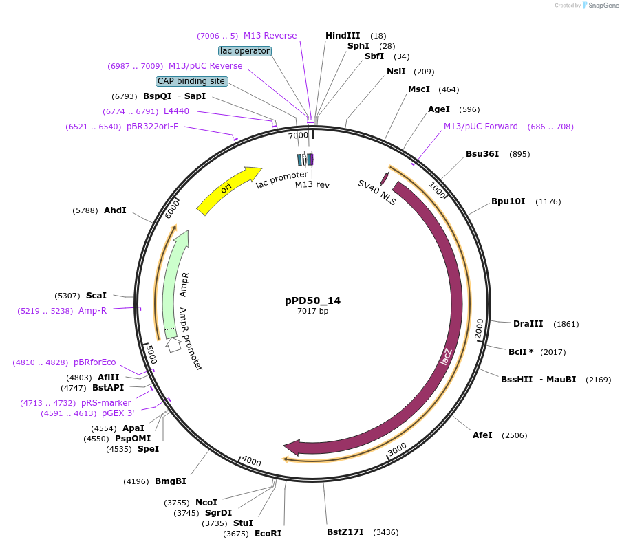 1449-plasmid-map-sequence-id-60