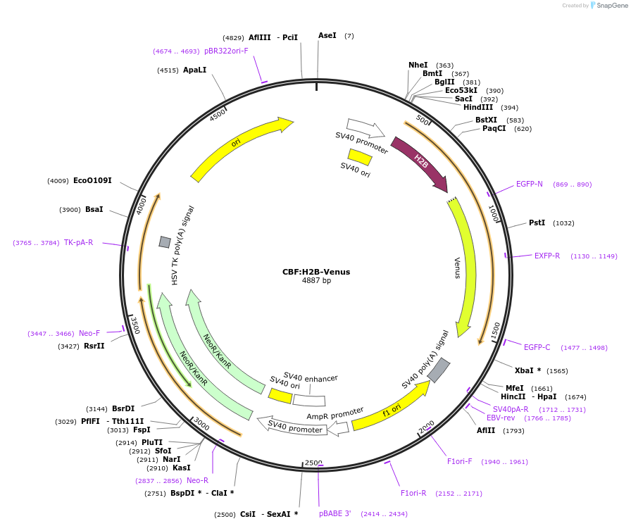 44211-plasmid-map-sequence-id-60141