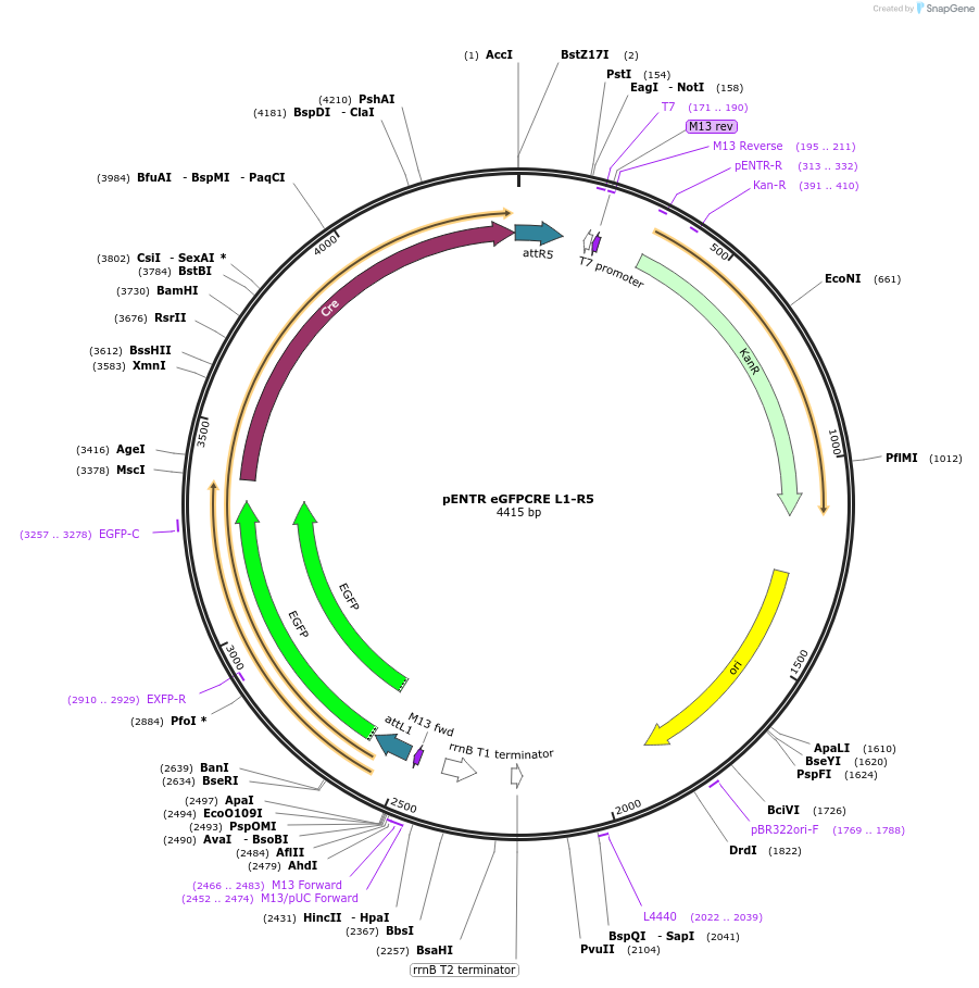 43960-plasmid-map-sequence-id-60186