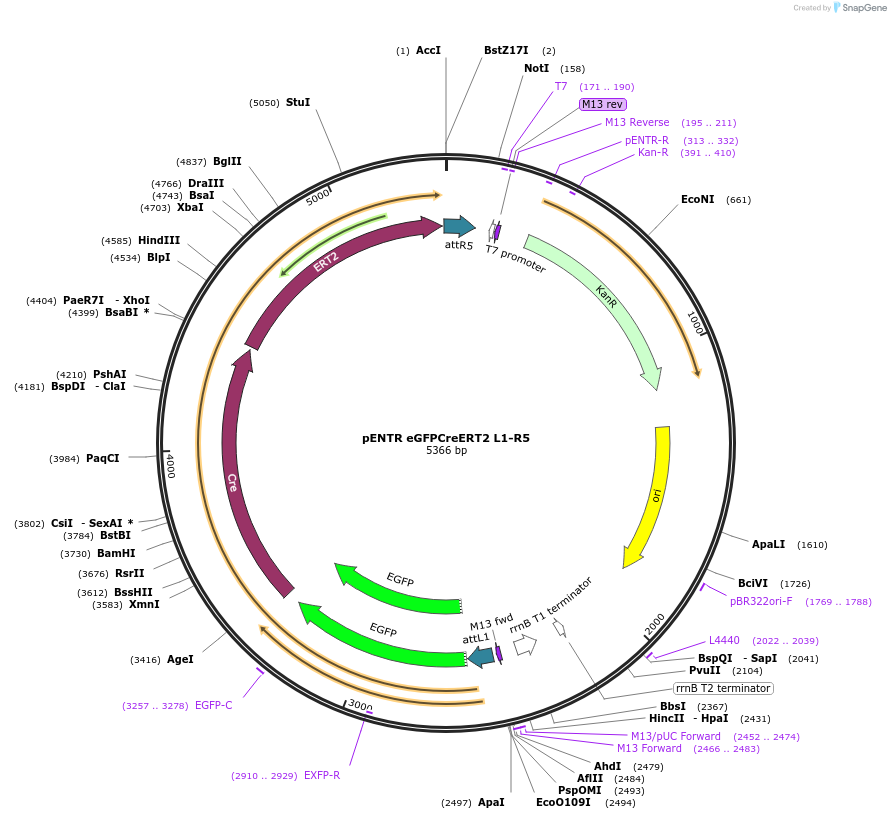 43961-plasmid-map-sequence-id-60187