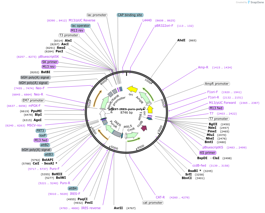 43967-plasmid-map-sequence-id-60198