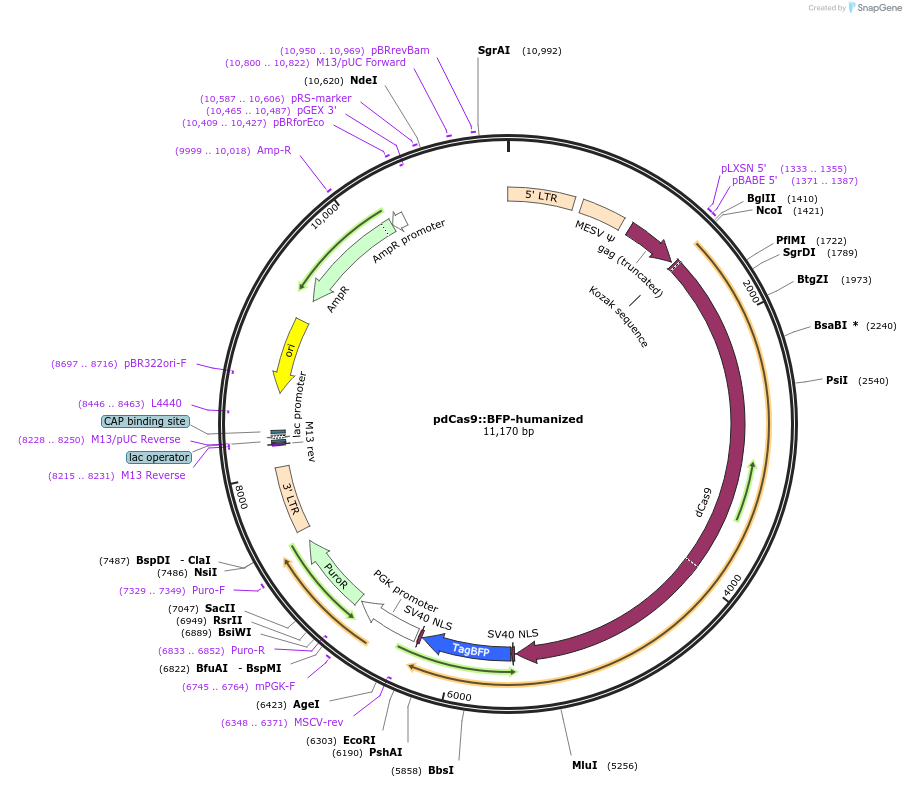 44247-plasmid-map-sequence-id-60248